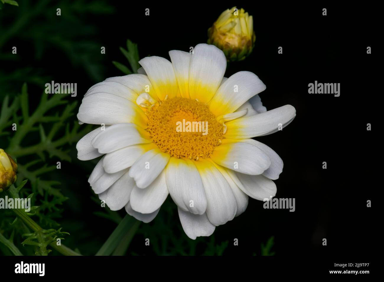 Colore bianco Bijli fiore della famiglia Daisy fiorito su pianta e isolato in nero sfondo colore. Messa a fuoco selettiva utilizzata. Foto Stock