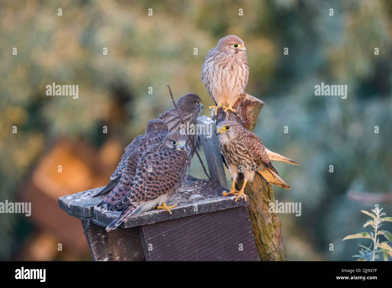 Gheppio comune Falco tinnunculus, femmina e quattro pulcini, arroccato su scatola di nidificazione, Kiskunfélegyháza, Ungheria nel mese di giugno. Foto Stock