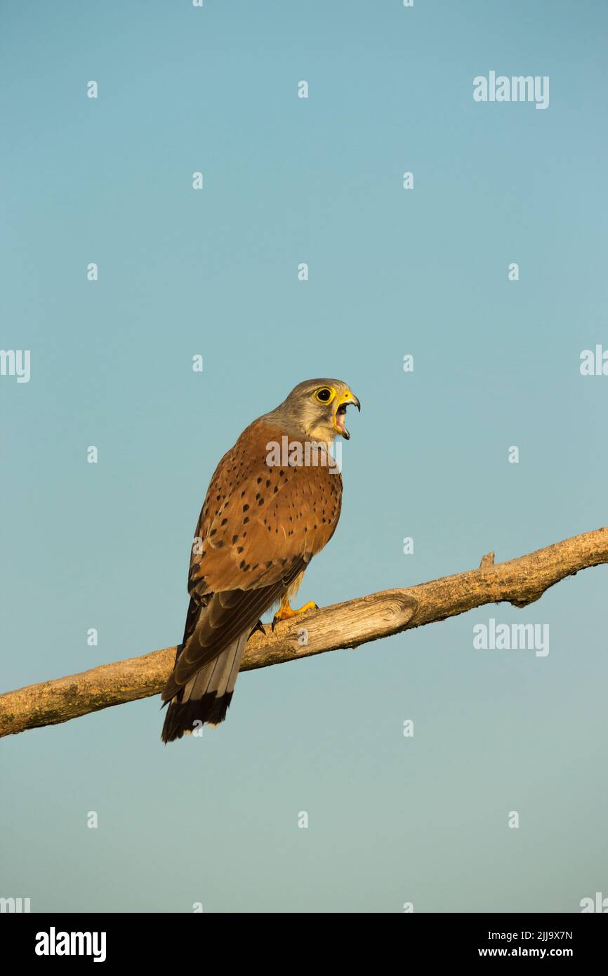 Comune gheppio Falco tinnunculus, adulto, arroccato su ramo e rigurgitating un pellet, Kiskunfélegyháza, Ungheria nel mese di giugno. Foto Stock