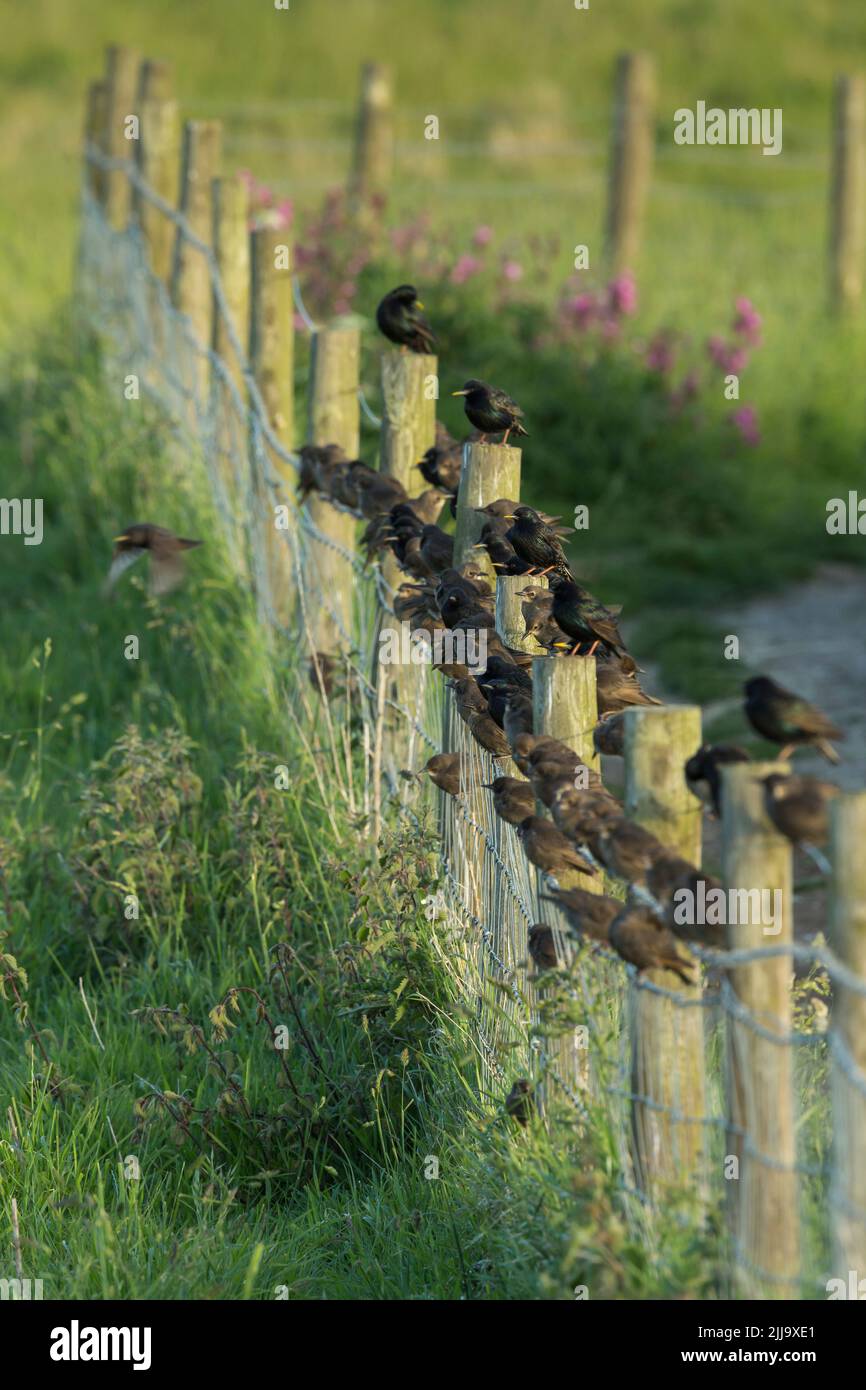 Sturnus vulgaris, gregge misto di giovani e adulti in recinzione, Flamborough Head, East Riding of Yorkshire, UK, giugno Foto Stock