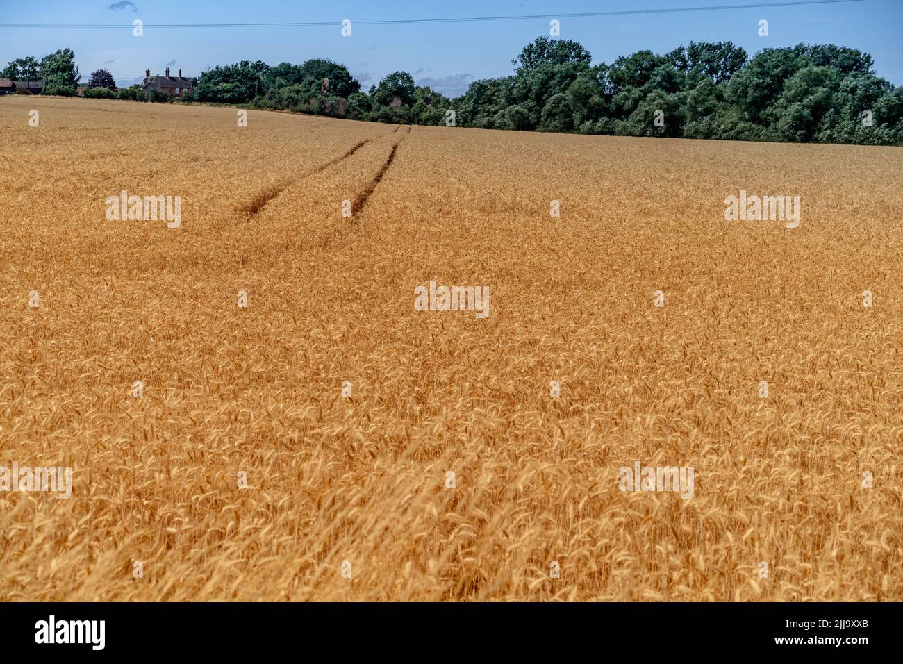 Campo di grano a metà estate Foto Stock