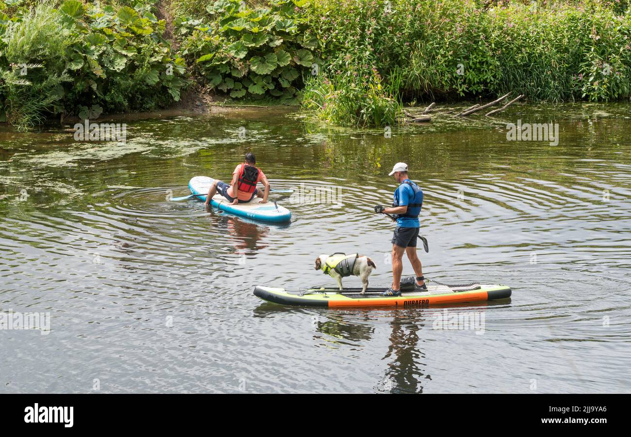 Un uomo paddle boarding con un cane sul fiume indossare a Durham City, Inghilterra, Regno Unito Foto Stock