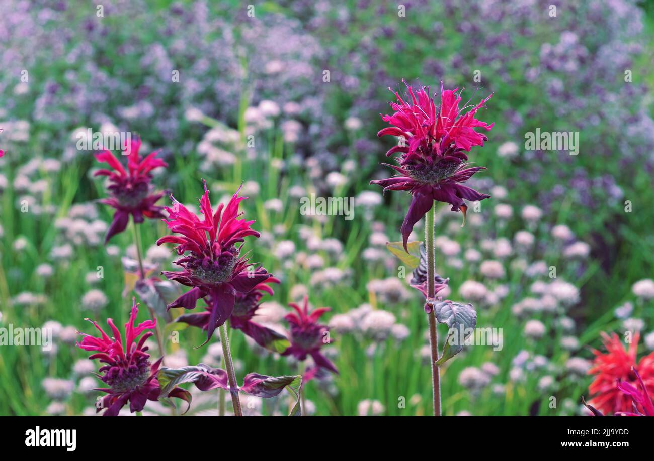 Fiori rossi Monarda o Bergamot, Oswego Tea, Beebalm (Monarda fidulosa). Foto Stock
