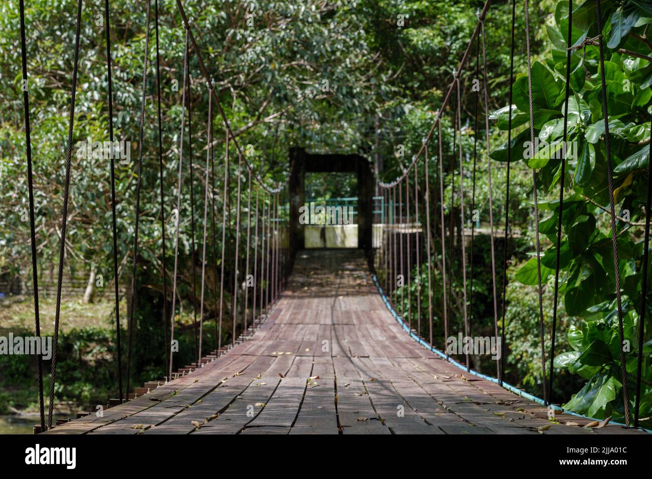 Angolo basso e vista prospettica ridotta del ponte pedonale con cavo sospeso e pavimento in legno attraversa il fiume nella foresta. Foto Stock