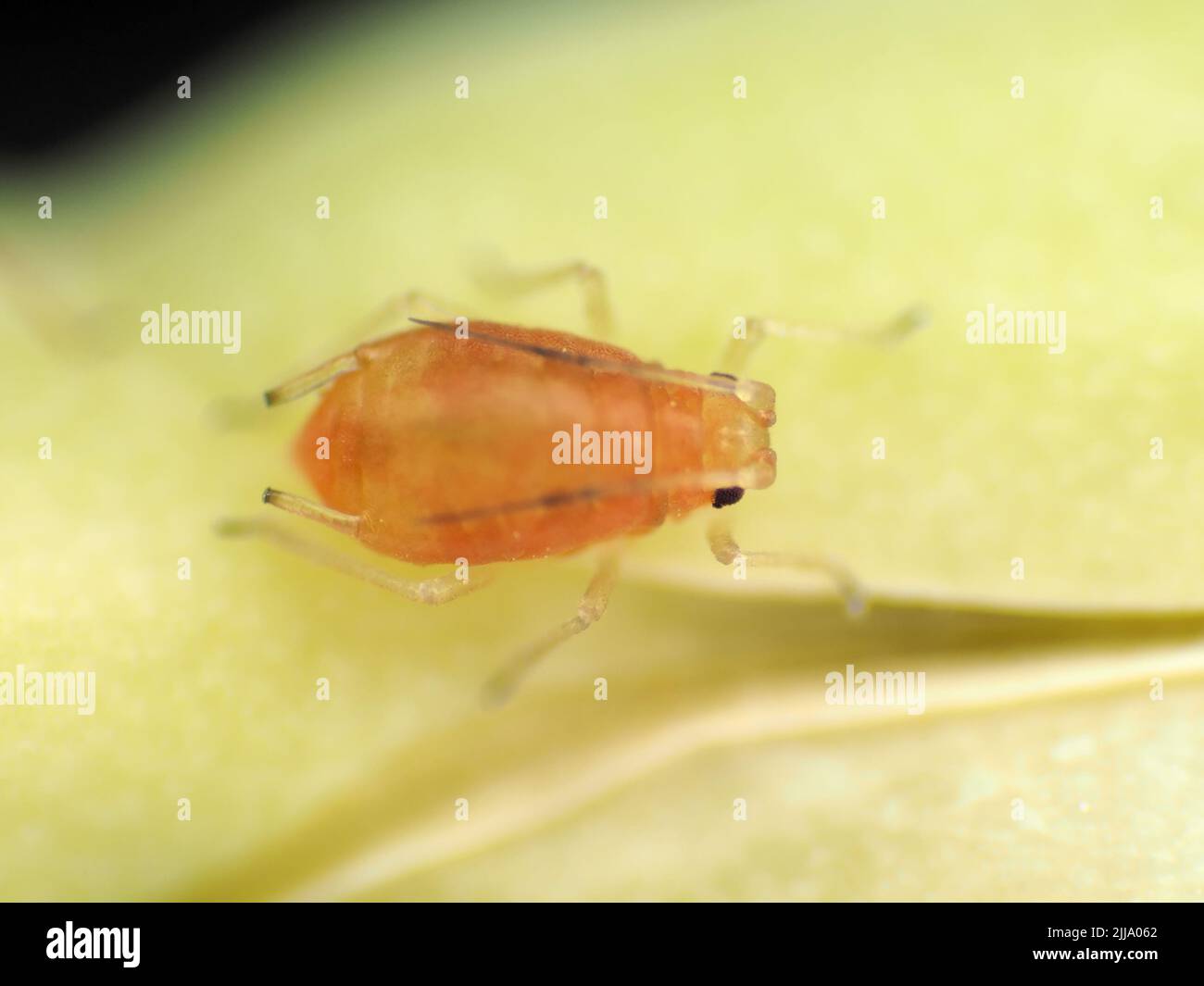 Piccola afide (di lunghezza inferiore a 1,5 mm) su una sottosp di Brassica rapa. Nipposinica seedpod, probabilmente una ninfa di Myzus persicae Foto Stock