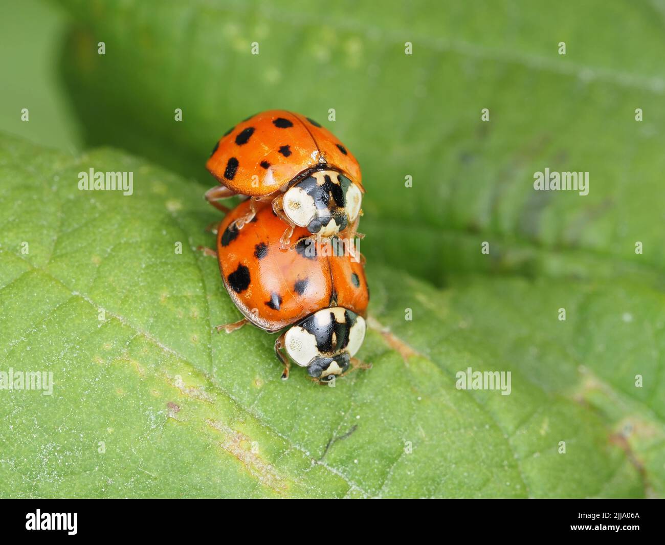 Harmonia axyridis - ladybeetle asiatico - accoppiamento su una foglia Foto Stock