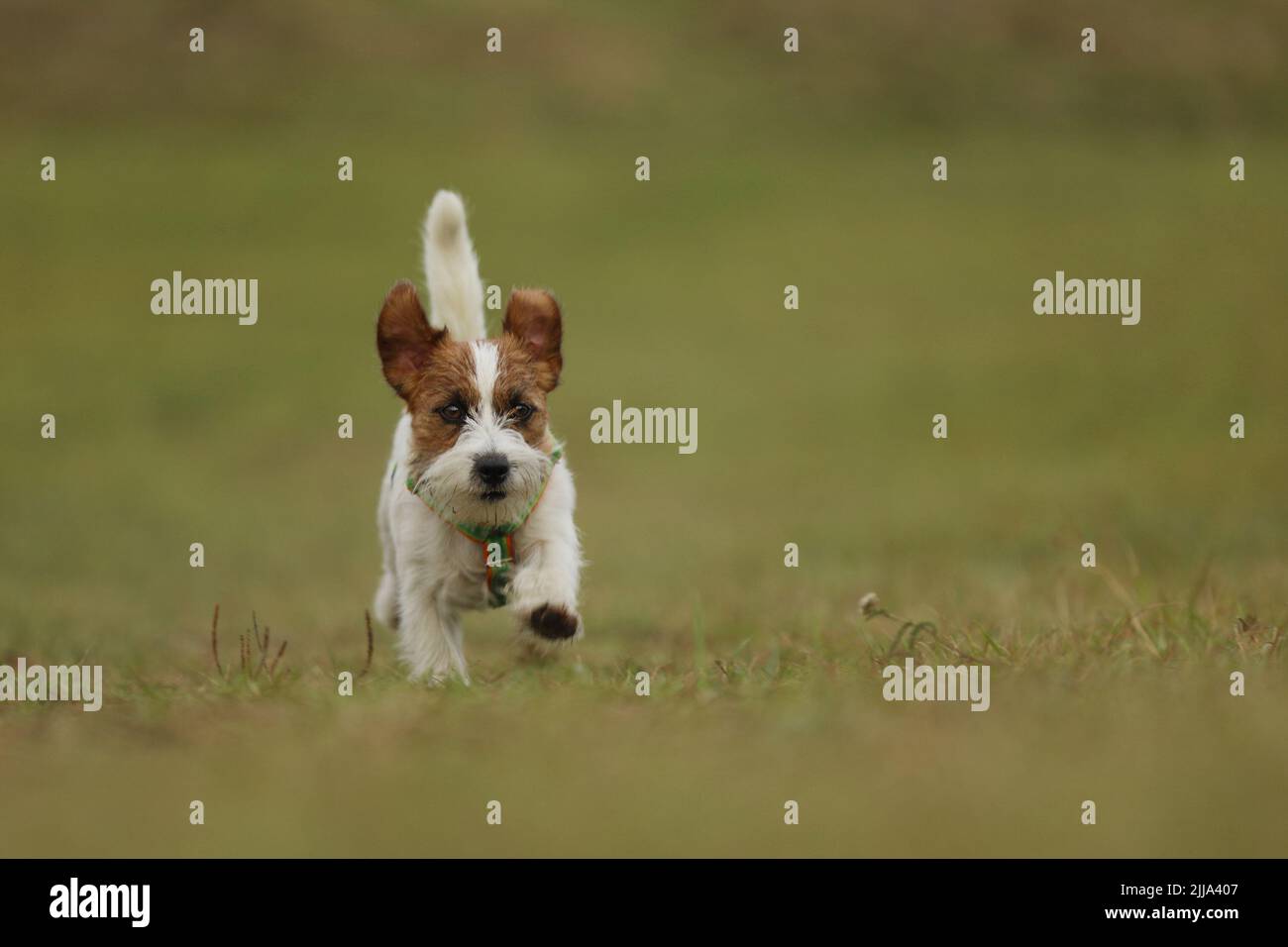 Jack Russel Terrier è un cane da caccia energico. JRT in esecuzione sul prato in autunno Foto Stock
