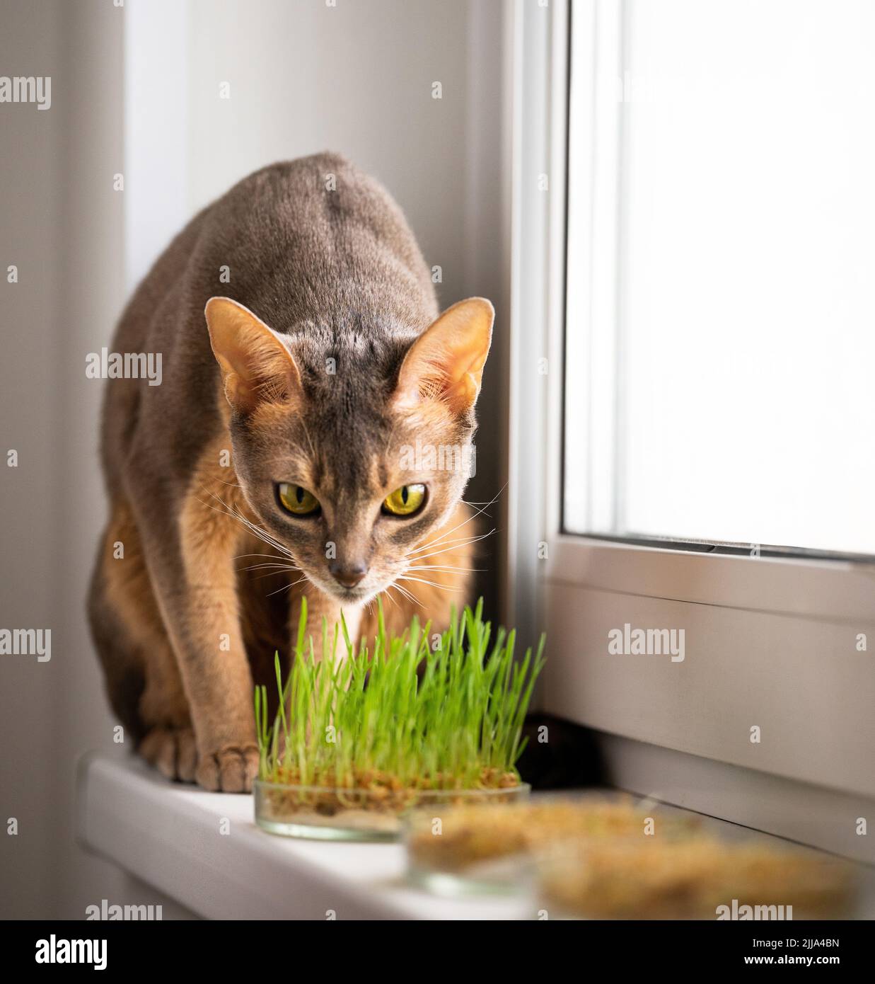 Carino Abyssinian gatto blu è seduto sul davanzale accanto all'erba per la salute dello stomaco degli animali domestici. Foto concettuale di cura animale domestico e dieta sana gatto Foto Stock