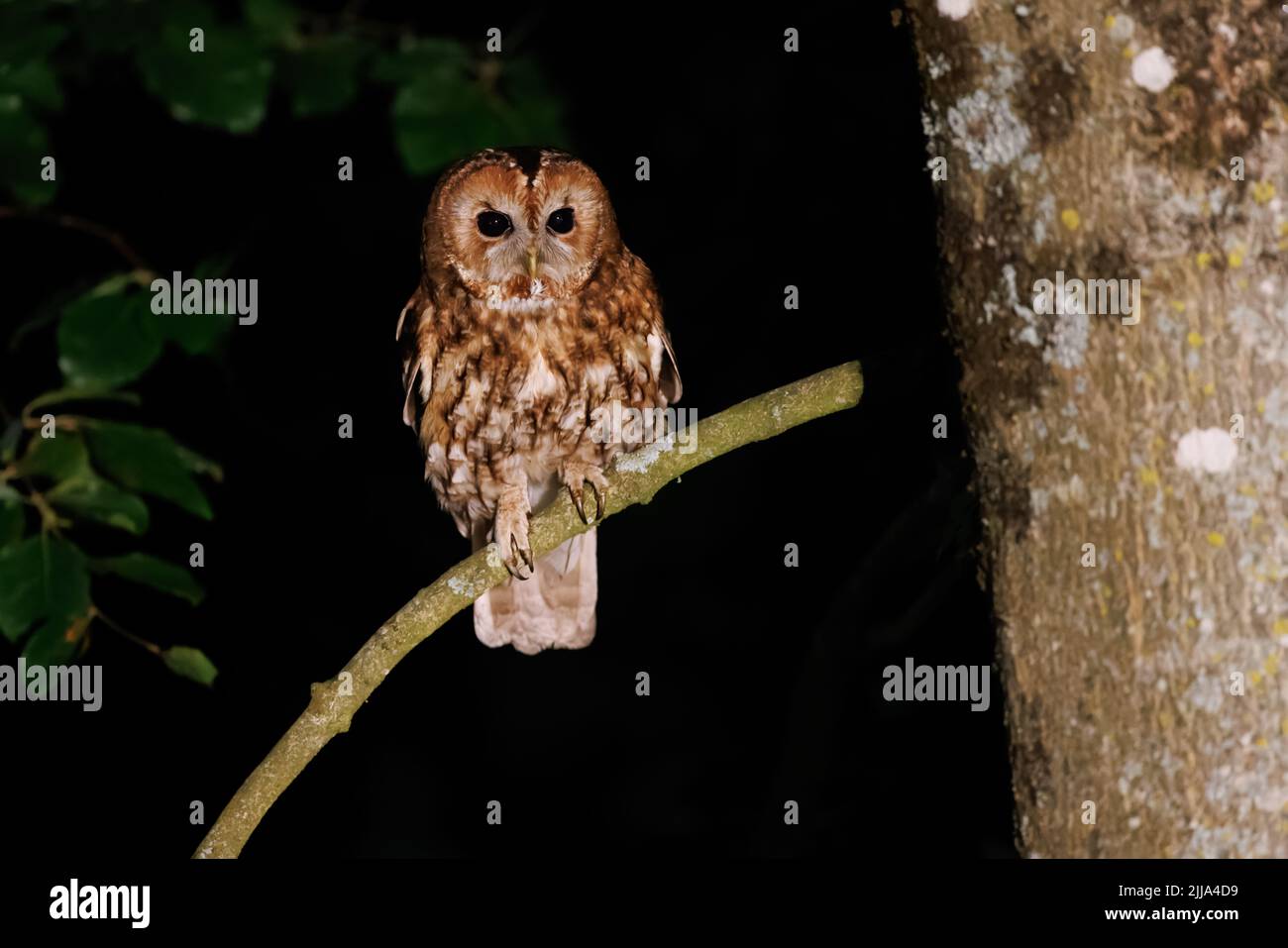 Owl tawny arroccato in un albero di notte Foto Stock