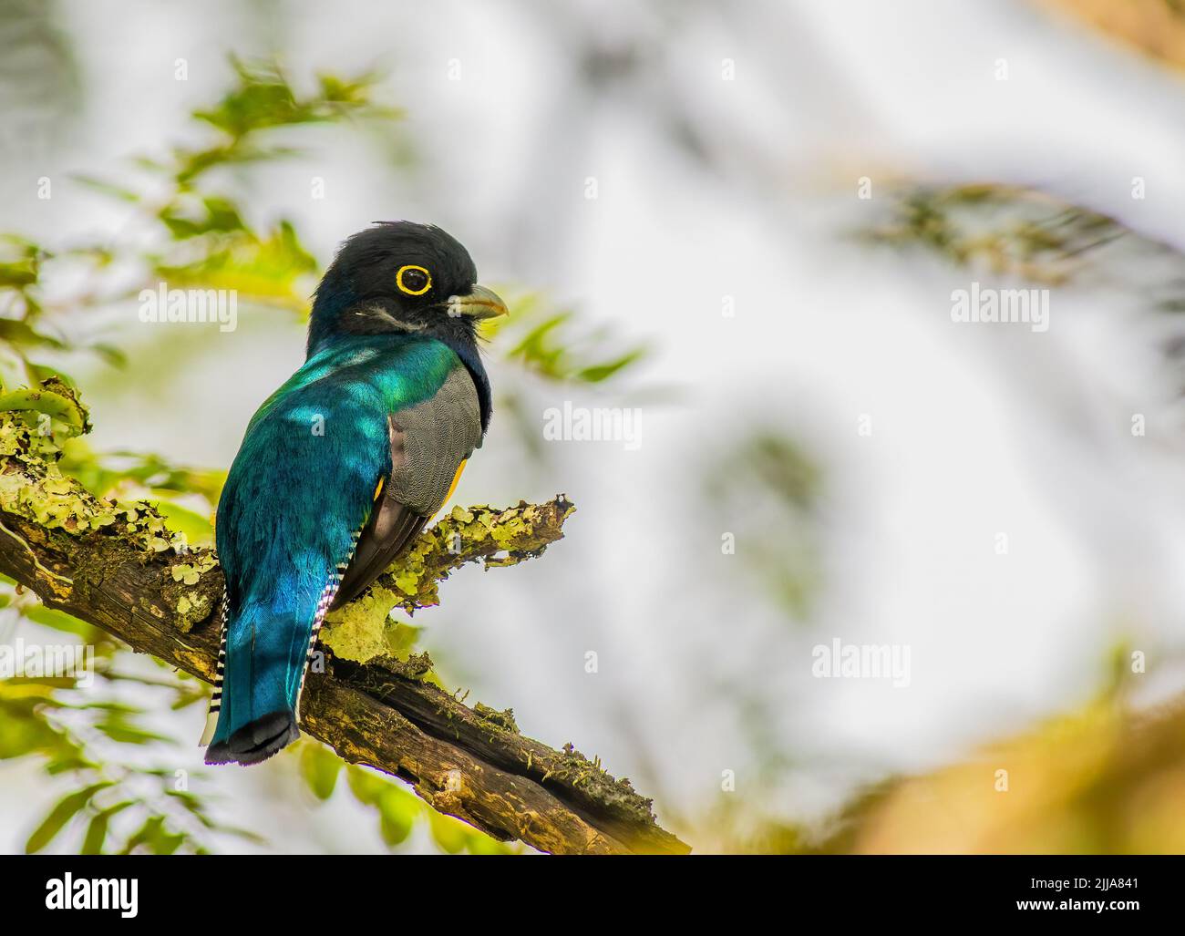 Trogon Gartered arroccato su un albero a Tikal Foto Stock