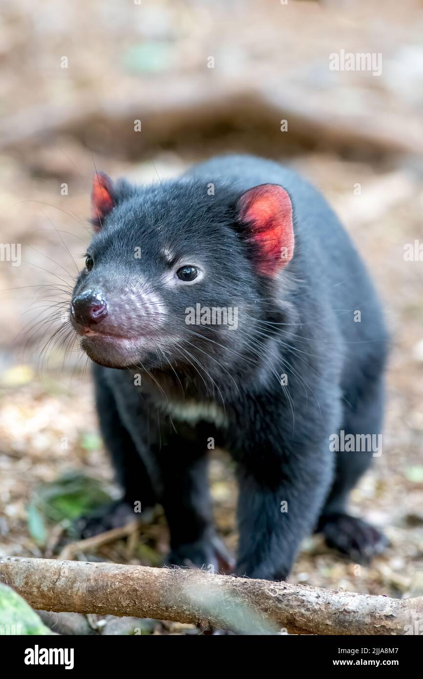 mamma diavolo della Tasmania che guarda sopra i suoi figli Foto Stock