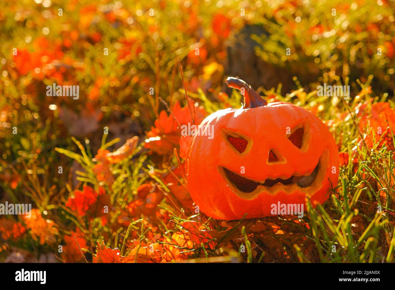 Simbolo di Halloween. Zucca Jack lanterna in autunno foresta.Autunno vacanze sfondo tradizionale. Stagione di Halloween. Festa di zucca simbolo.ottobre Foto Stock Simbolo di Halloween. Zucca Jack lanterna in autunno foresta.Autunno vacanze sfondo tradizionale. Stagione di Halloween. Festa di zucca simbolo.ottobre Foto Stock