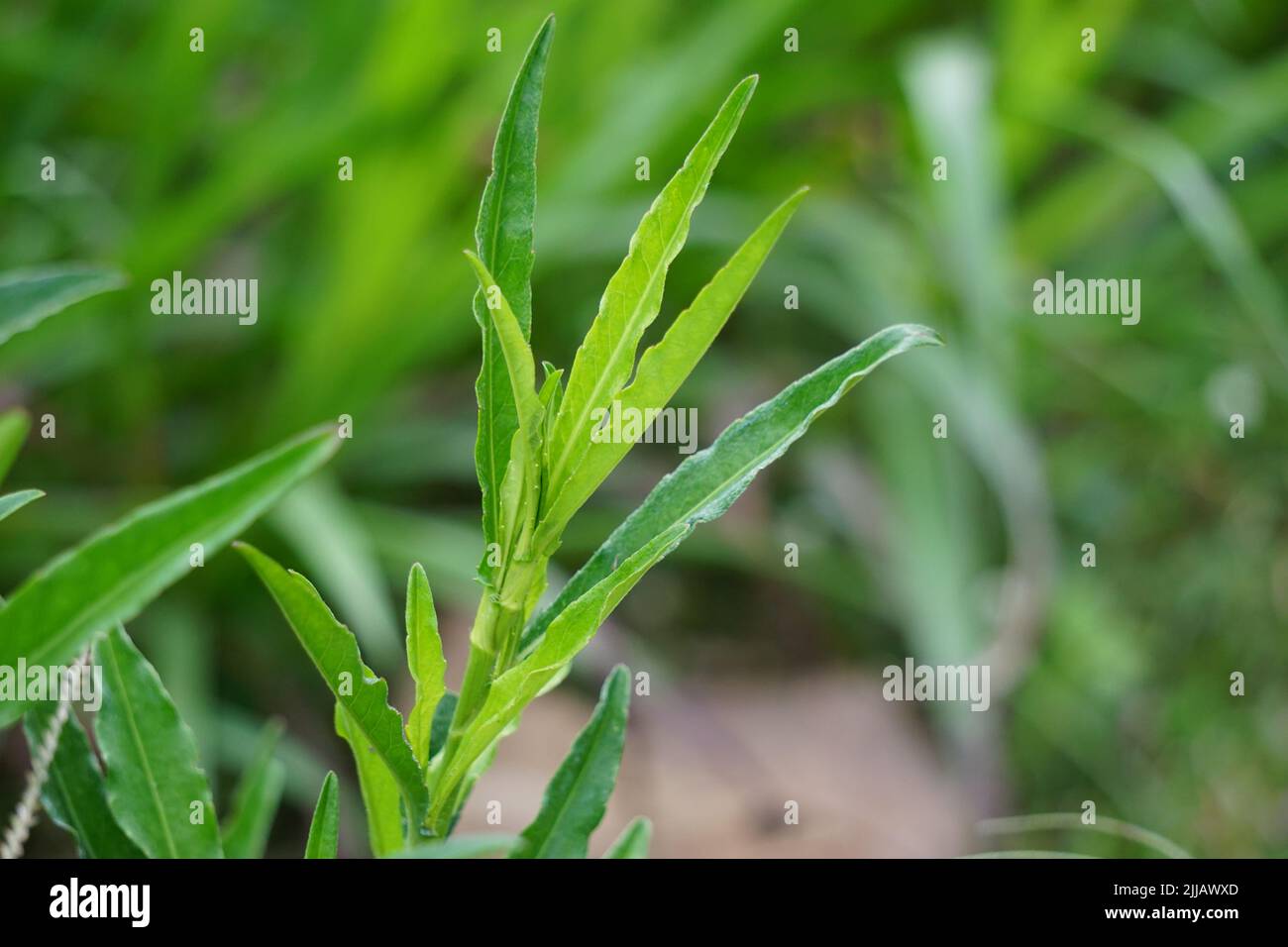 Sonchus arvensis. Anche chiamato sema perenne, cardo di latte, semistola di campo, tempuyung, cardo di mais, cardo di sema, accenda, guttana, cardo suino Foto Stock