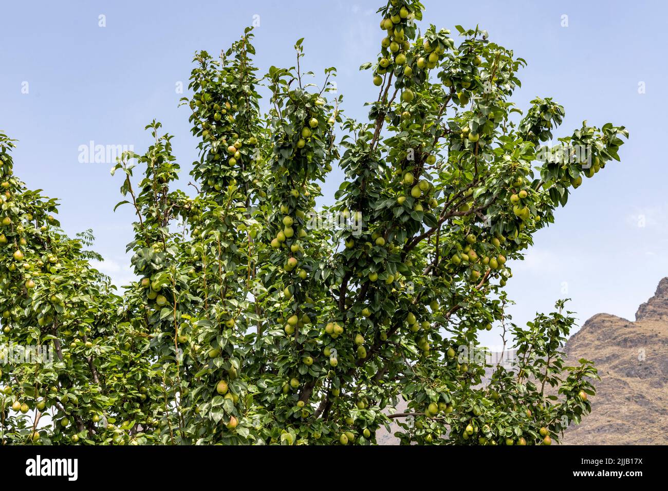 Un mazzo di pere in un albero con sfondo cielo blu Foto Stock