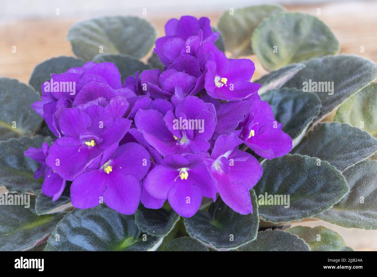 Una bella viola africana Saintpaulia in fiore da vicino Foto Stock