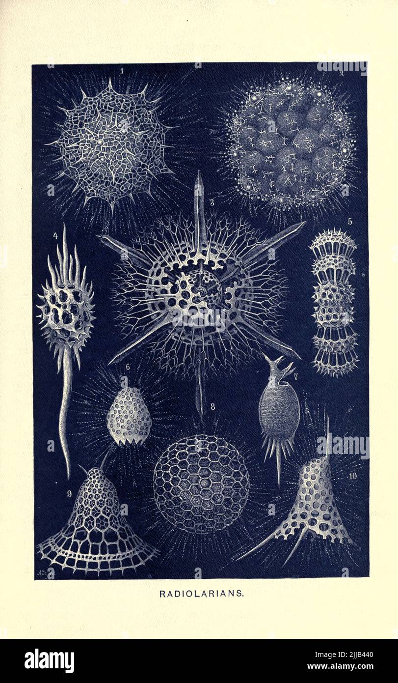 Radiolaristi i radiolaria, chiamati anche Radiozoi, sono protozoi di diametro 0,1–0,2 mm che producono complessi scheletri minerali, tipicamente con una capsula centrale che divide la cellula nelle porzioni interna ed esterna di endoplasma ed ectoplasma. L'elaborato scheletro minerale è di solito fatto di silice dalla storia naturale reale A CURA DI RICHARD LYDEKKER Volume VI 1896 Foto Stock