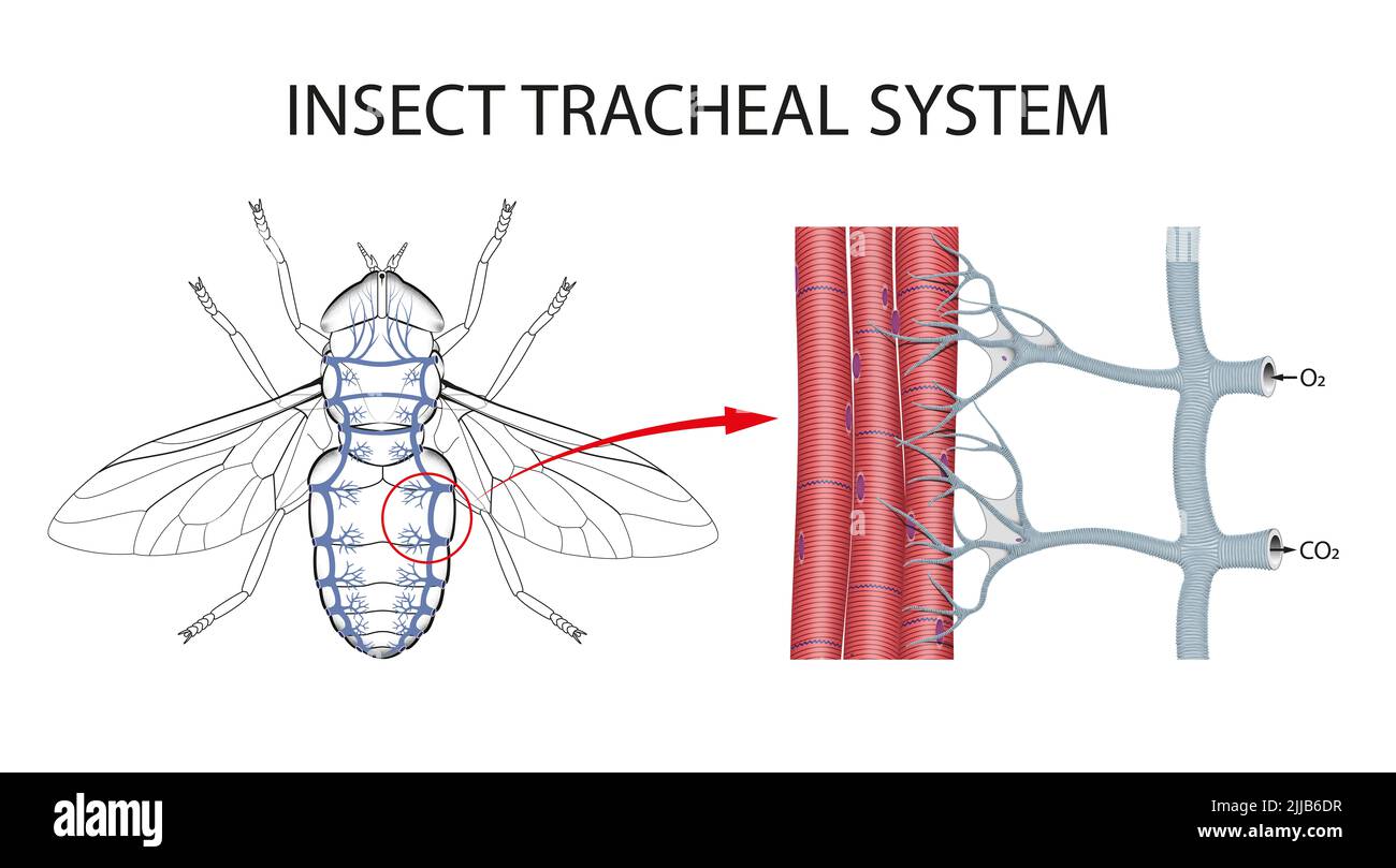 La struttura delle tracheae di insetti Foto Stock