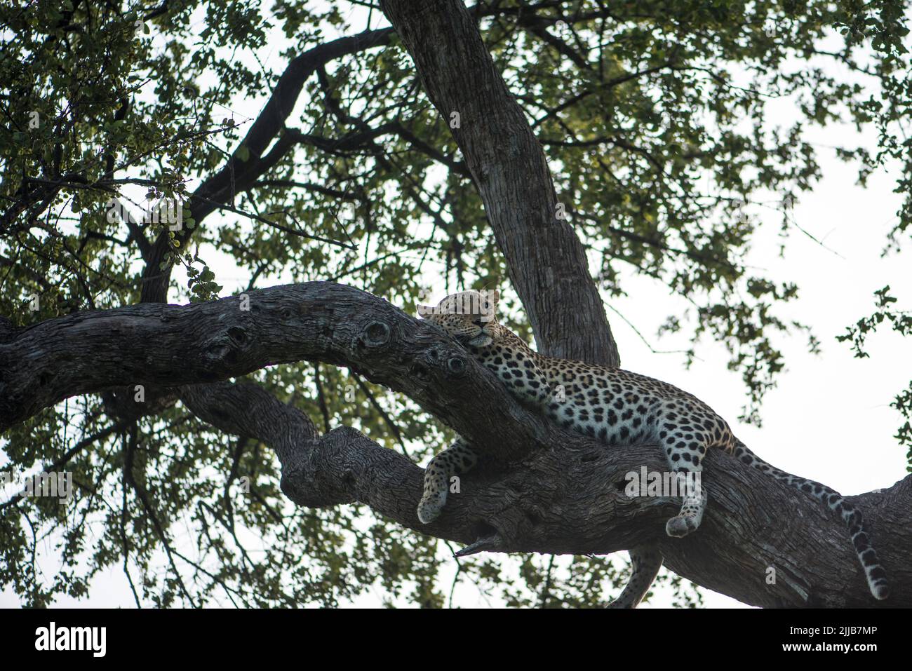 Leopardo, parco giochi Okavango delta Foto Stock