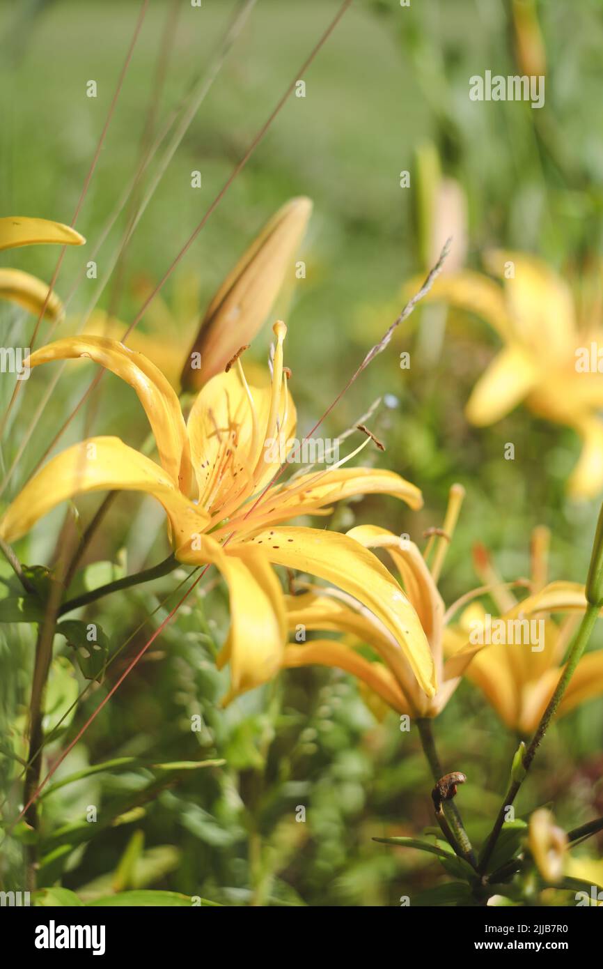 macro fotografia di gigli gialli in estate. Bellezza giardino giglio primo piano giardino fotografia. Lilium pianta carta da parati floreale su sfondo verde. Foto Stock