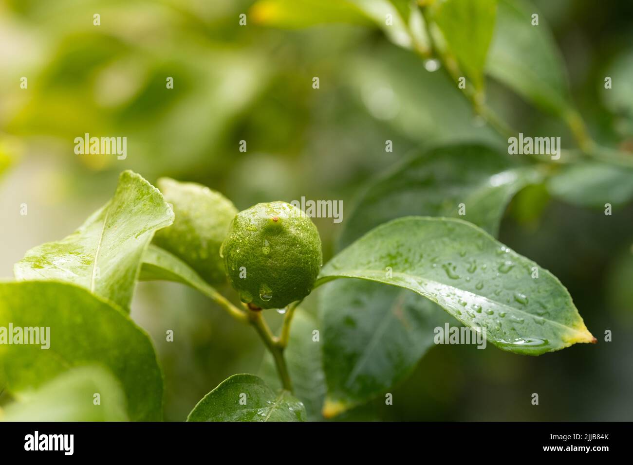 Limoni verdi unmature agrumi sull'albero, da vicino. Spazio di copia Foto Stock
