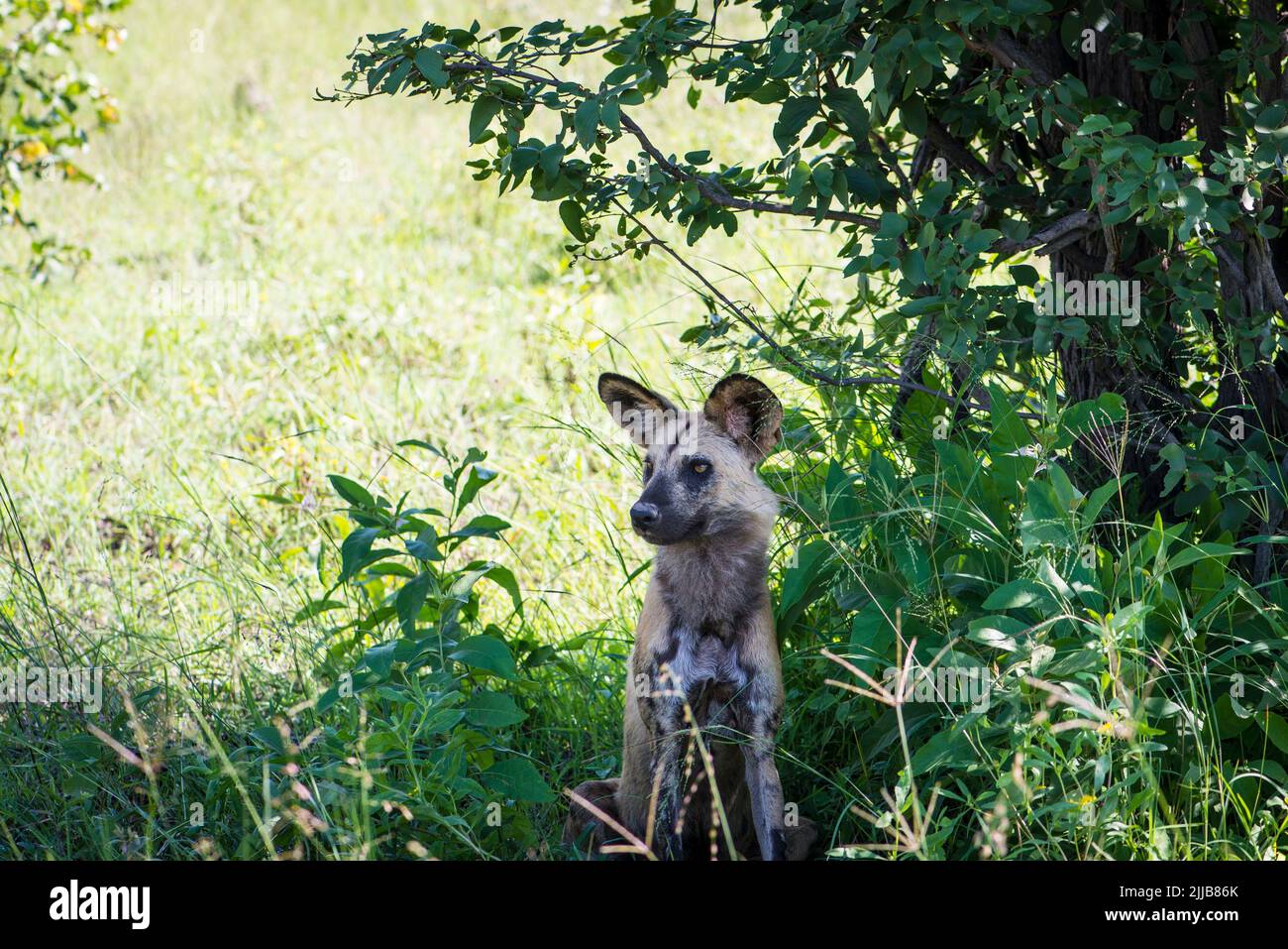 Jackal, parco giochi Okavango delta Foto Stock