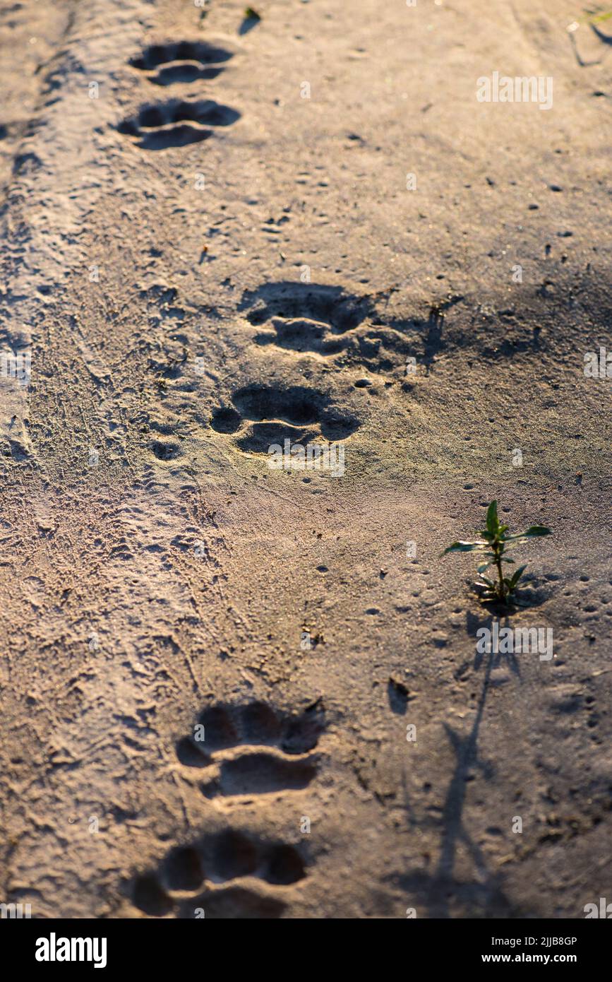 Tracce leone maschile, parco giochi Okavango delta Foto Stock