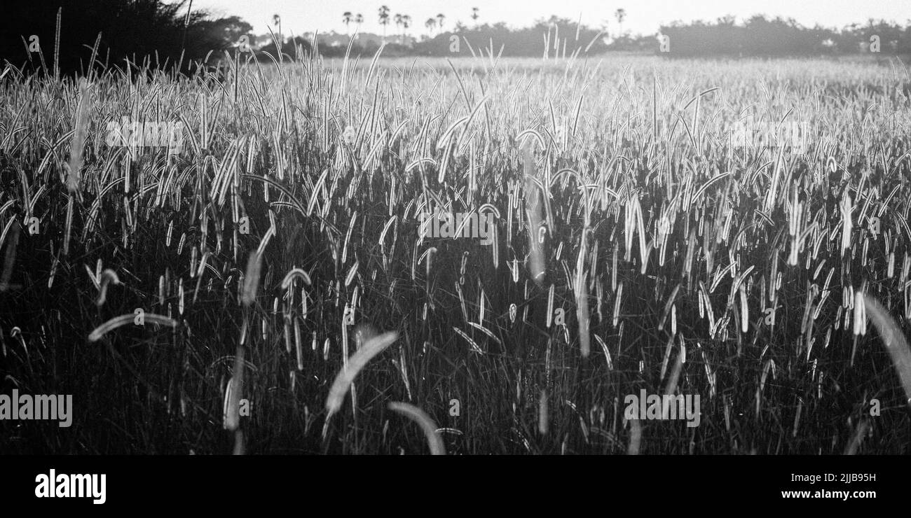 Prairie erba, parco giochi Okavango delta Foto Stock