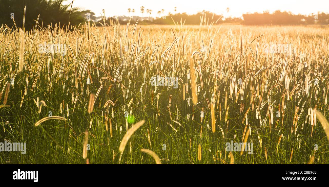 Prairie erba, parco giochi Okavango delta Foto Stock