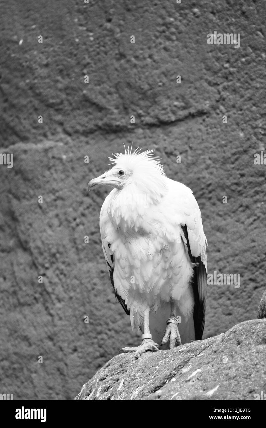 Ritratto avvoltoio sporco. Acconciatura selvaggia. Uccello avvoltoio seduto su una roccia. Uccello di preda dall'Africa. Foto animali dalla natura Foto Stock