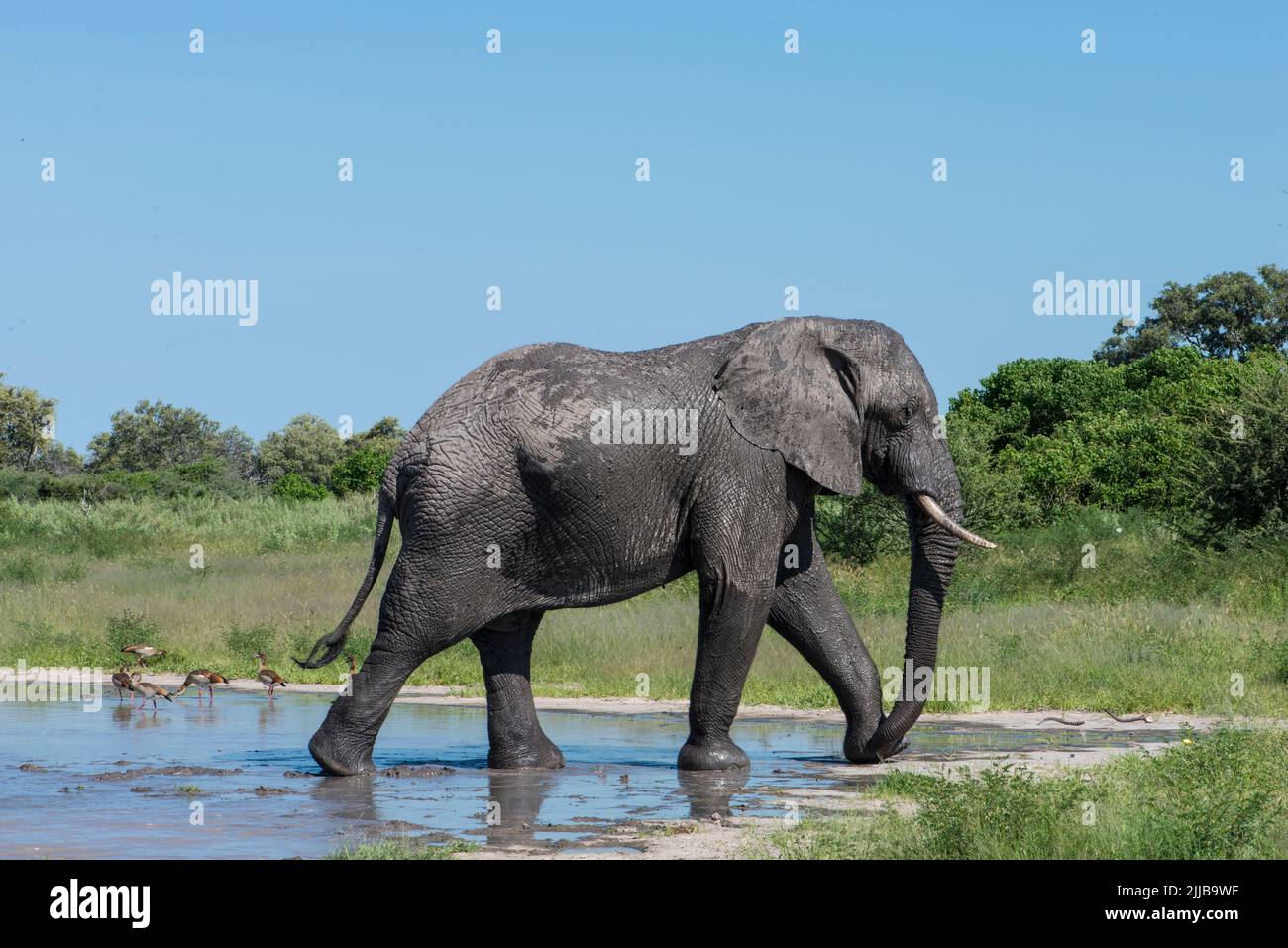 Elefanti, parco giochi Okavango delta Foto Stock