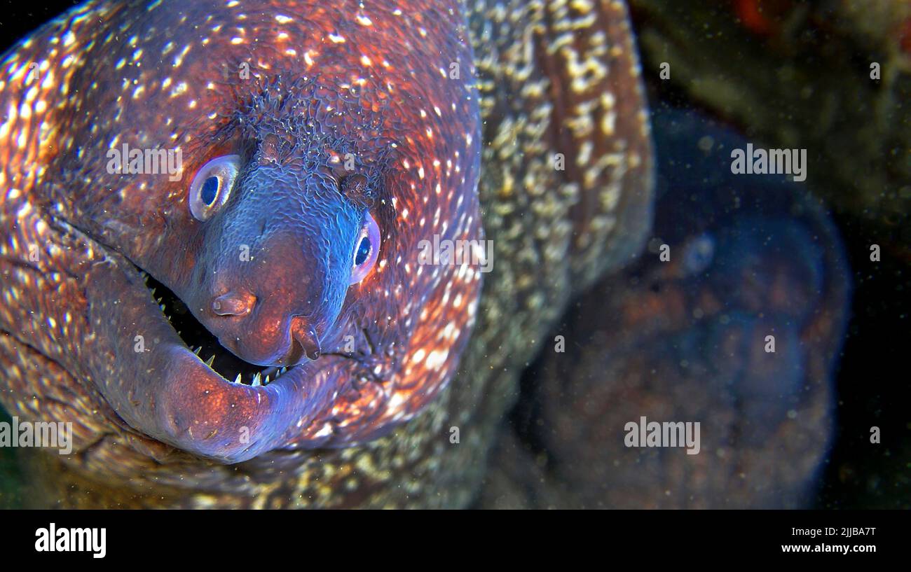 Moray Eel, Muraena helena, Parco Regionale Cabo cope-Puntas del Calnegre, Mar Mediterraneo, Murcia, Spagna, Europa Foto Stock