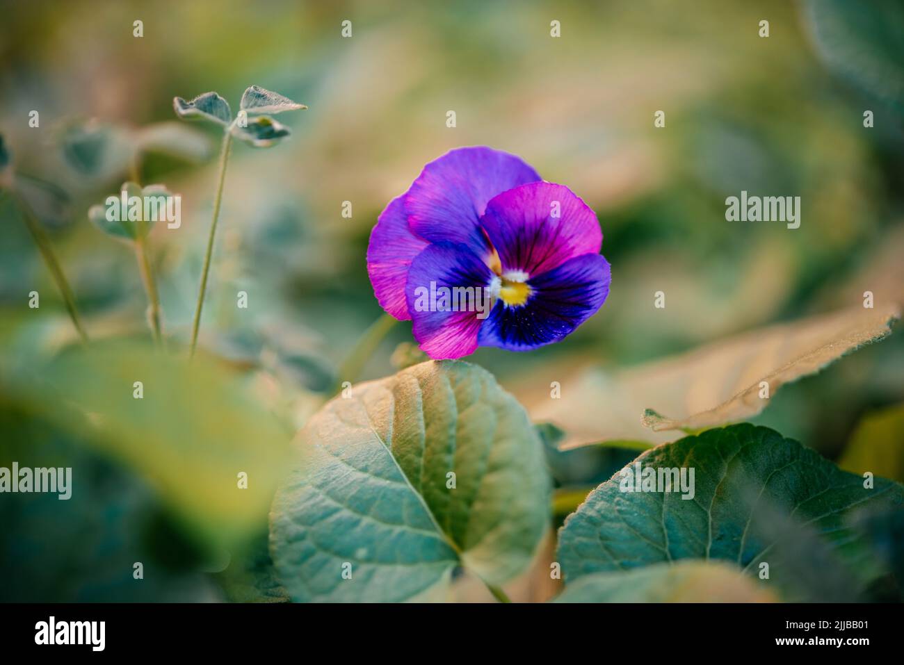 Viola viola fiore pansy fiore in fiore nel giardino con uno sfondo verde sfocato in primavera, fuoco selettivo primo piano-up scatto Foto Stock
