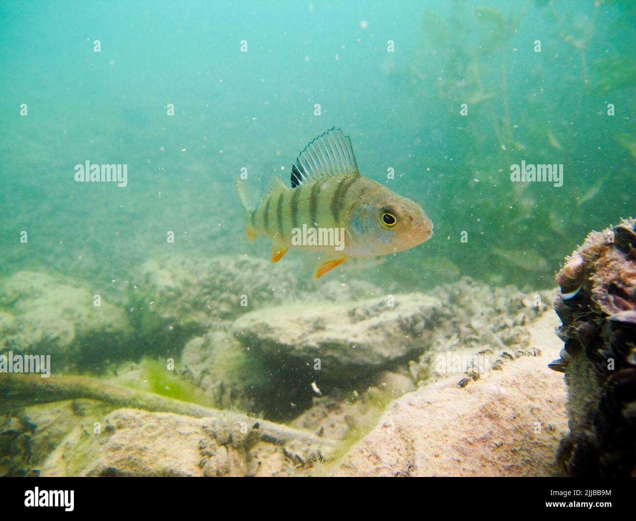 Perch nel lago di Biel, Svizzera. Immersioni subacquee in acqua dolce. Foto Stock