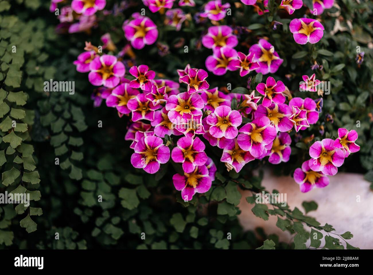 Fucsia rosa mini petunia fiori in estate flowerbed, Calacachoa, milioni di campane o piante ibride mini petunia finale Foto Stock