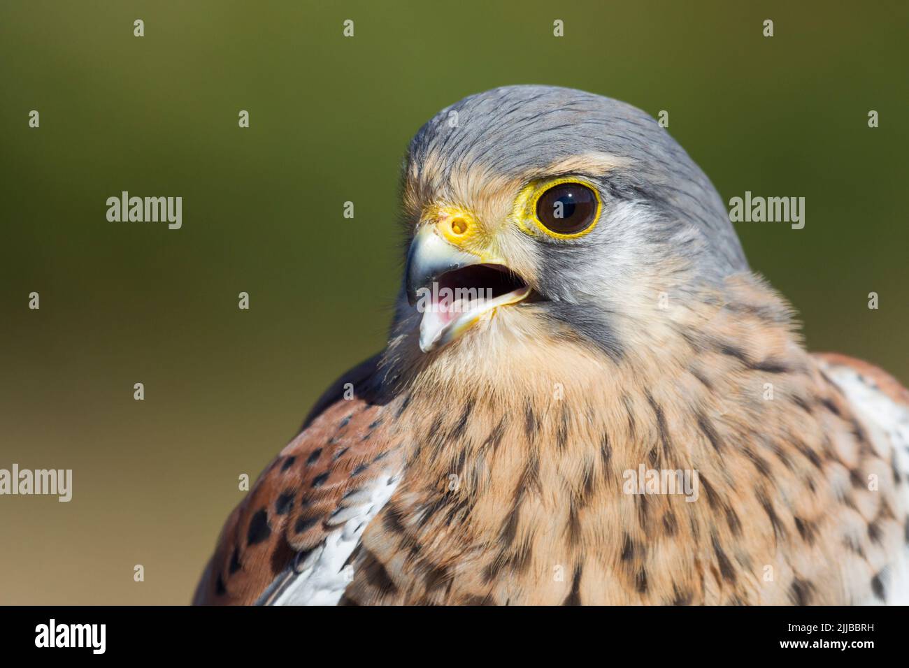 Comune gheppio Falco tinnunculus (prigioniero), profilo testa close-up maschio, Hawk Conservancy Trust, Hampshire, Regno Unito, ottobre Foto Stock