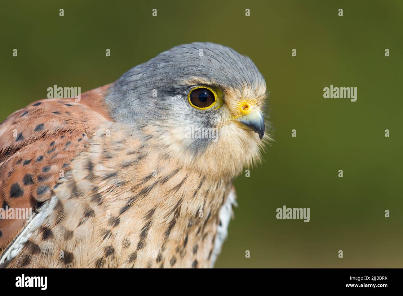 Comune gheppio Falco tinnunculus (prigioniero), profilo testa close-up maschio, Hawk Conservancy Trust, Hampshire, Regno Unito, ottobre Foto Stock