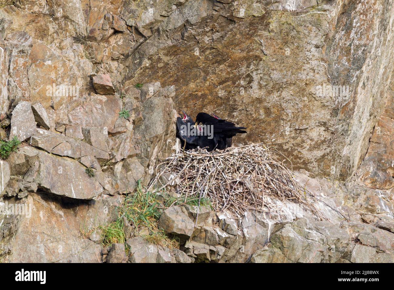 Comune corax Covus corax, nido sito sulla scogliera-faccia, Galles, Regno Unito, aprile Foto Stock