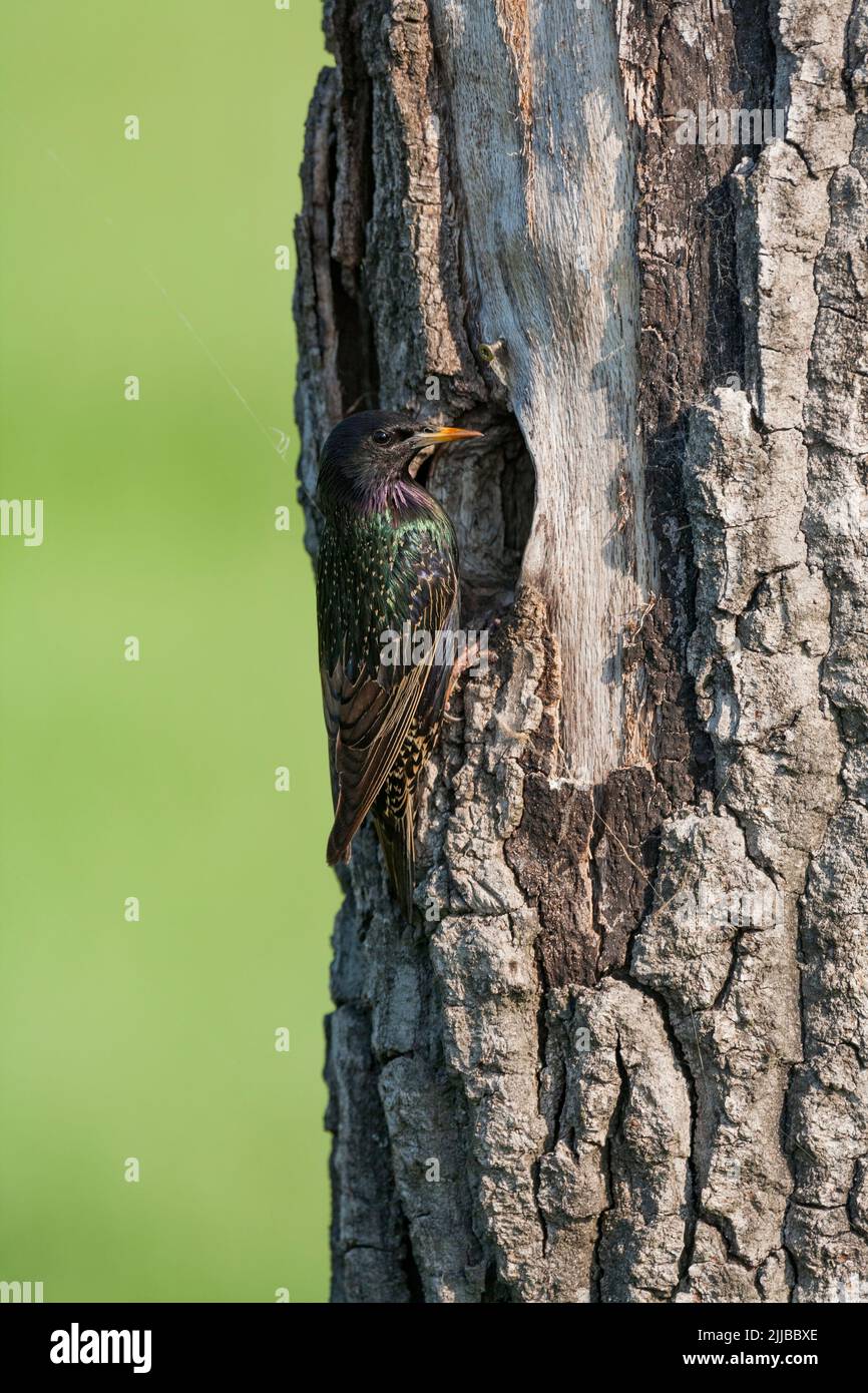 Sturnus vulgaris, adulto arroccato al nido buco, Tiszaalpár, Ungheria, giugno Foto Stock