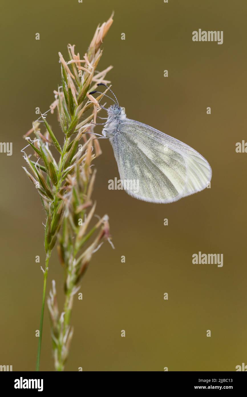 Legno criptico bianco Leptidea jovernica spolverata sull'orecchio di erba, Raven Point, Irlanda nel mese di maggio. Foto Stock