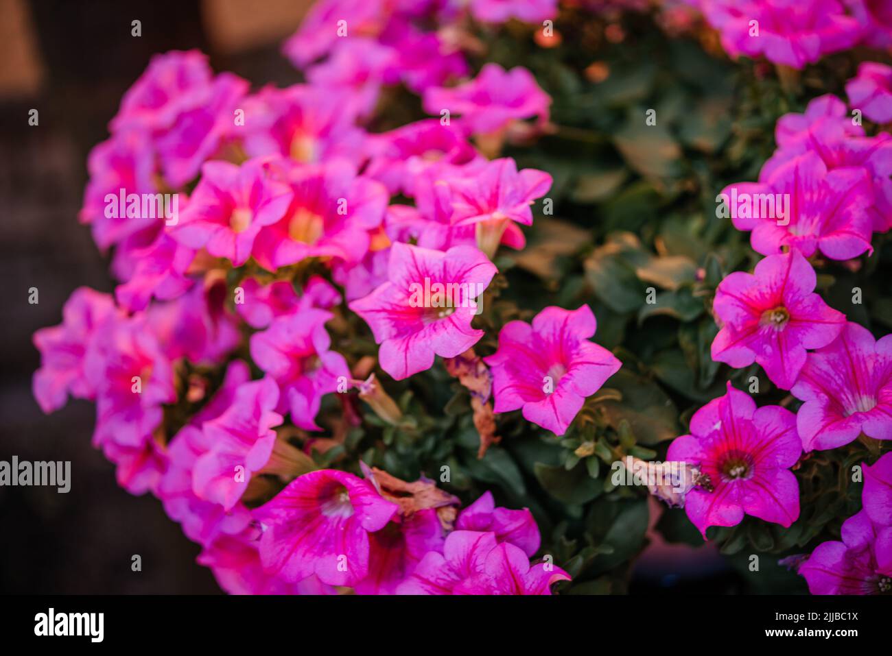 Fucsia rosa mini petunia fiori in estate flowerbed, Calacachoa, milioni di campane o piante ibride mini petunia finale Foto Stock