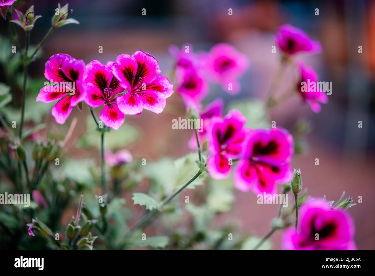 Fucsia rosa mini petunia fiori in estate flowerbed, Calacachoa, milioni di campane o piante ibride mini petunia finale Foto Stock