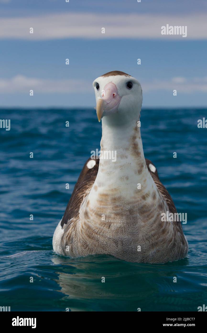 Albatross di Gibson Diomedea antipodensis gibsoni, nuoto in mare, Kaikoura, Nuova Zelanda nel mese di novembre. Foto Stock