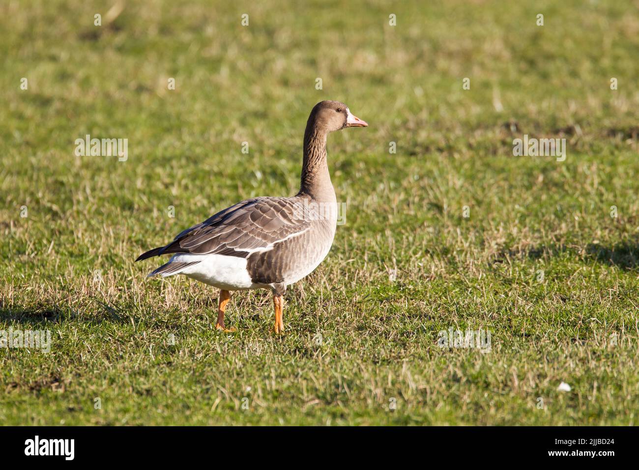 Maggiore albifrons di oca bianca, sul terreno agricolo, Sneek, Paesi Bassi, gennaio Foto Stock