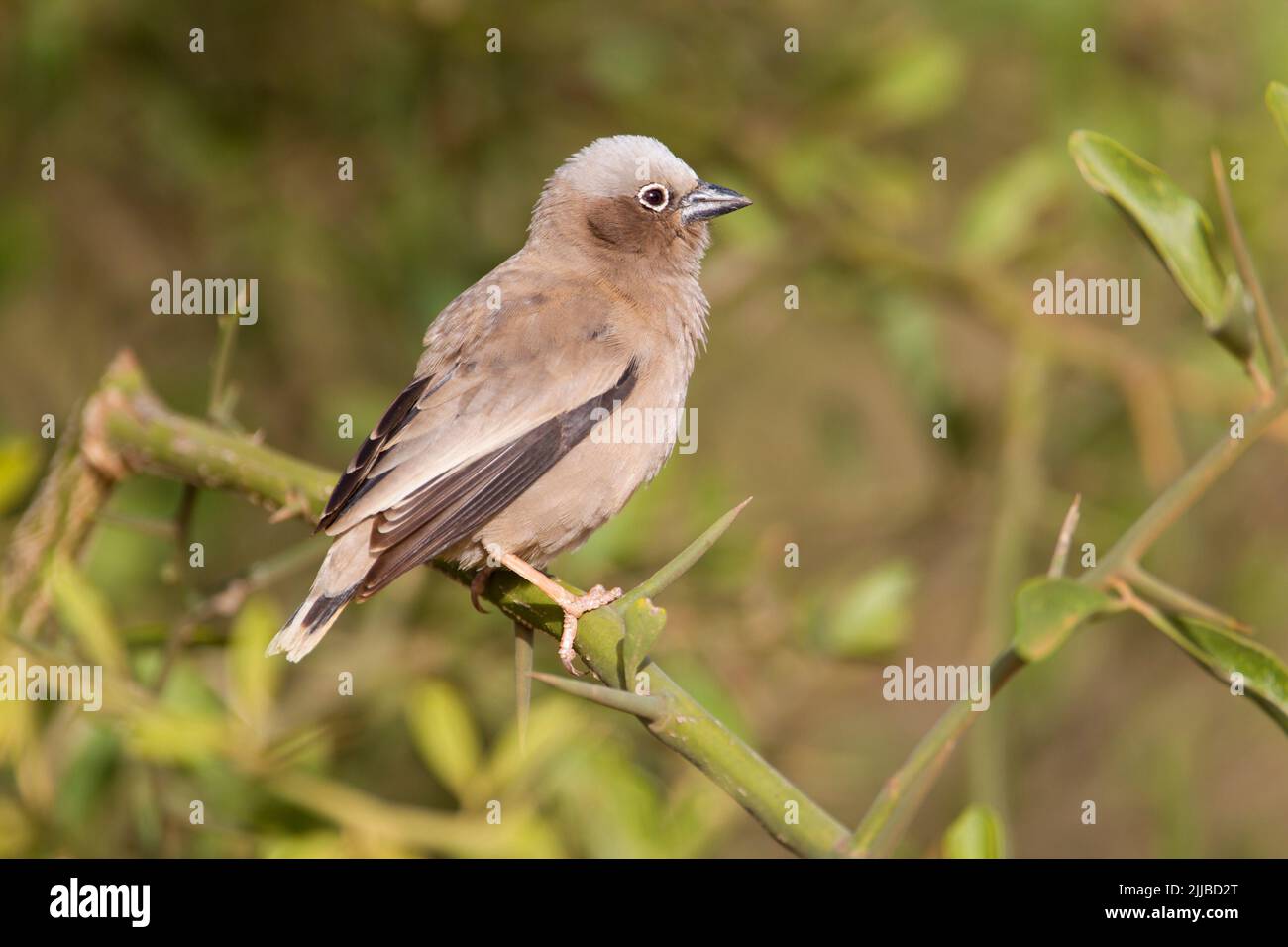 Tessitore sociale grigio-capped Pseudonigrita arnaudi, adulto, appollaiato in macchia di acacia spinosa, ranch di Diida Xuyyurra, Yabello, Etiopia in marzo. Foto Stock
