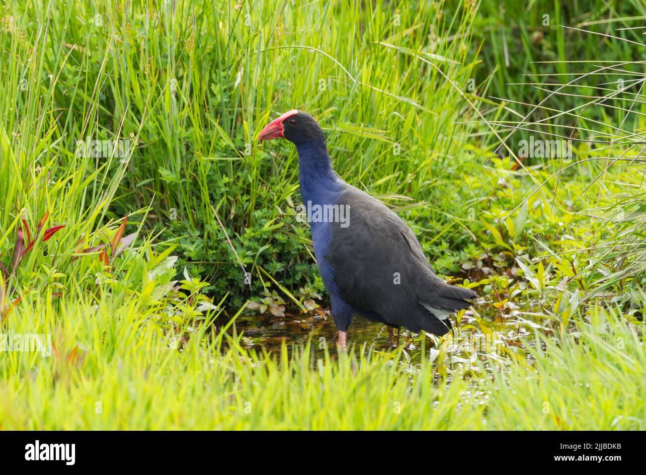 Pukeko Porphyrio melanotus, adulto, rovistando su pascoli, vicino Colville Bay, Isola del nord, Nuova Zelanda, Novembre Foto Stock