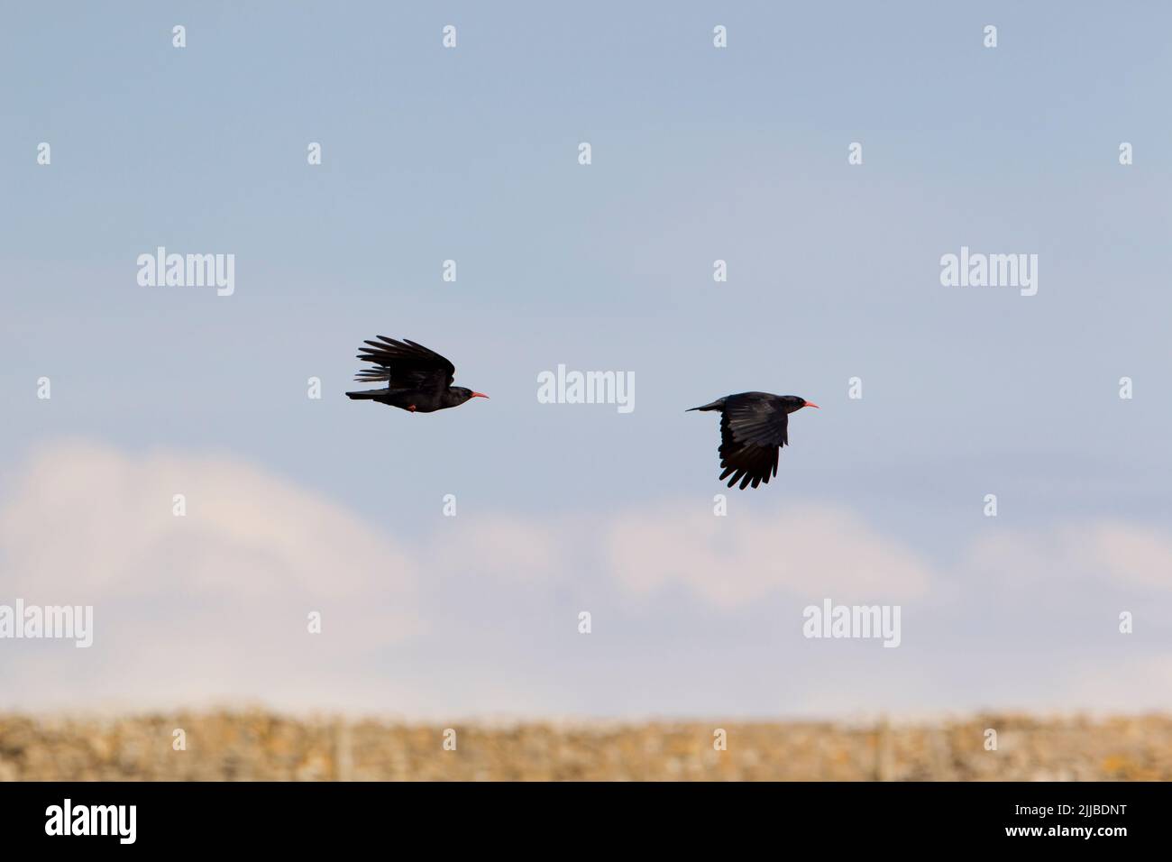 Tosse con braci rossi Pyrhocorax pyyhocorax, coppia in volo sopra la scogliera a Monknash, Glamorgan nel mese di maggio. Foto Stock