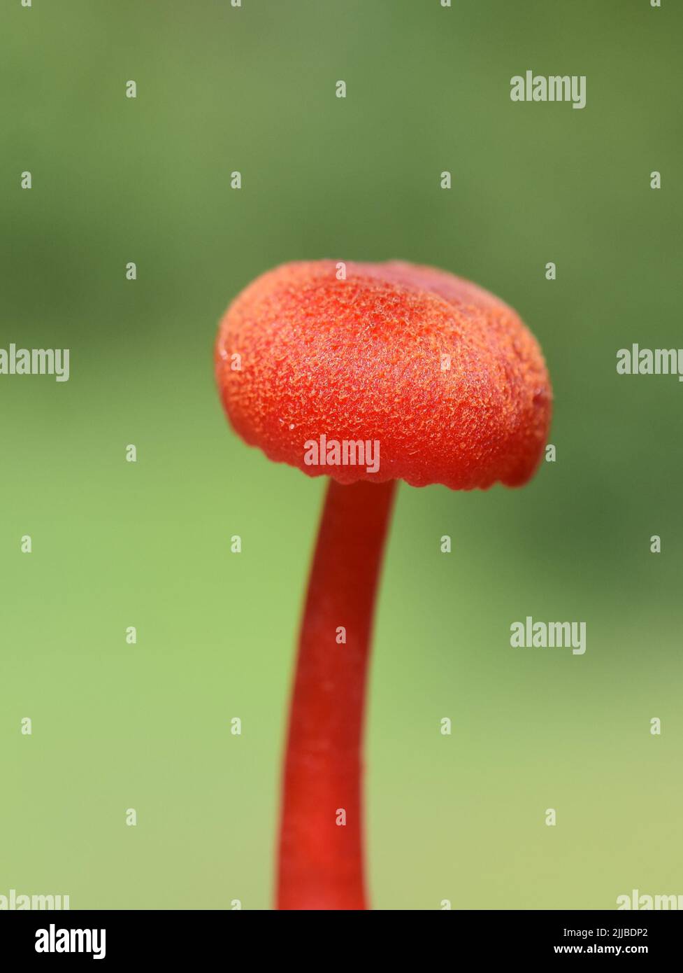 Vermilion waxcap Hygrocybe miniata cappuccio fungo rosso closeup Foto Stock