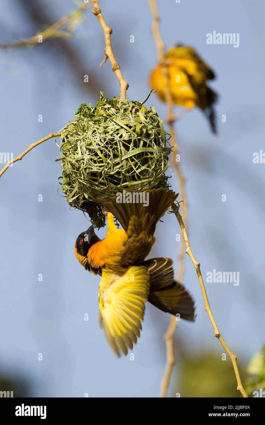 Village weaver Ploceus cucullatus, adulti, nidificazione in alberi, Awassa, Etiopia nel mese di febbraio. Foto Stock