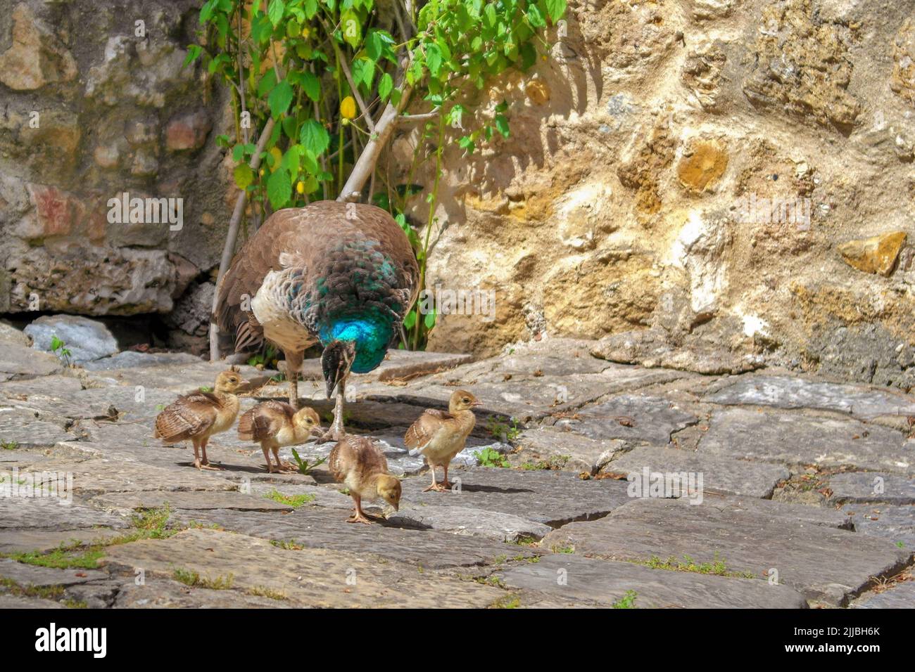 Particolare di un pavone, Lisbona, Portogallo Foto Stock