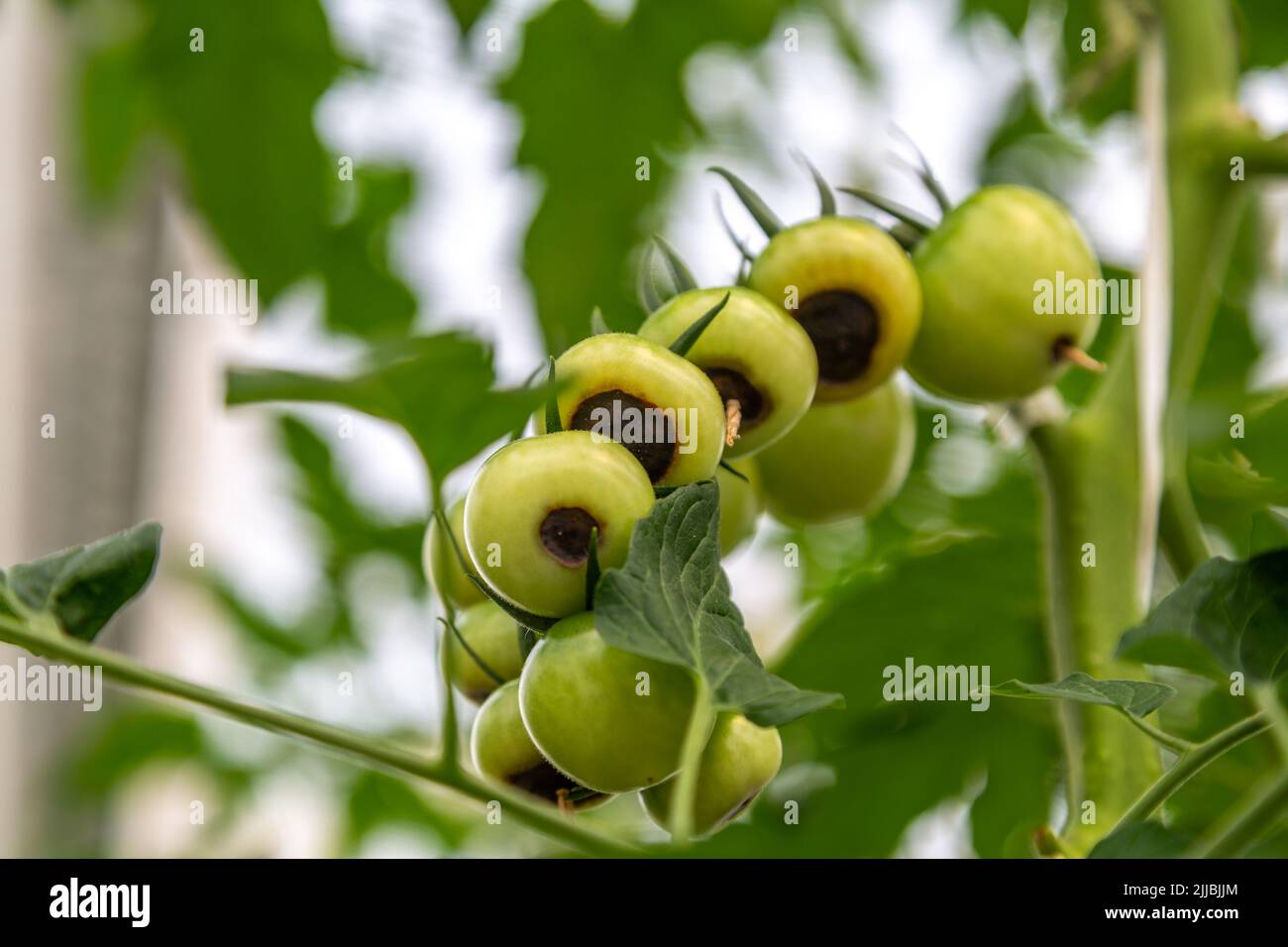 Frutti di pomodoro ancora verdi, immaturi e giovani affetti da marciume finale di fiore Foto Stock